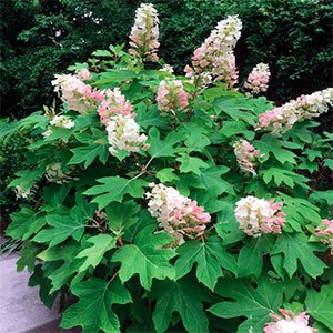 Гортензия дуболистная "Applause"