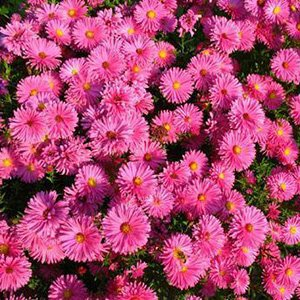 Астра ново-бельгийская "Magic Pink"