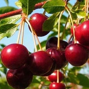 Вишня "Загорьевская"