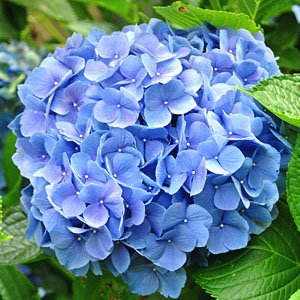 Гортензия крупнолистная "Nikko Blue"