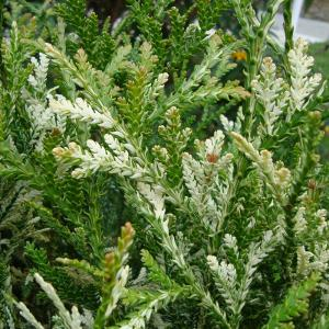 Туевик поникающий "Variegata"