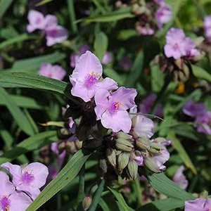 Традесканция арендса "Perinne's Pink"