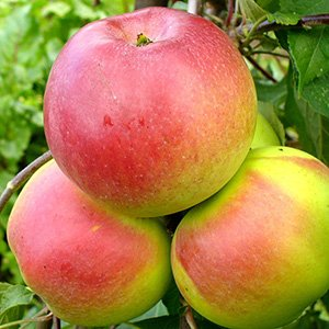Яблоня карликовая "Ковровое"