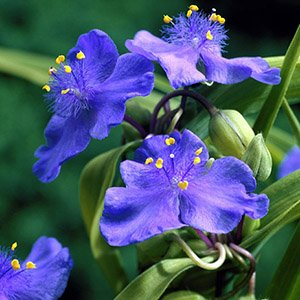 Традесканция Андерсона "Zwanenburg Blue"