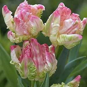 Тюльпан "Webbers Parrot Pink"