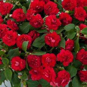 Бальзамин Уоллера "Musica Elegant Red"