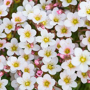 Камнеломка арендса "Ice Colours Pearl White"