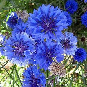 Василек горный "Bright Blue"