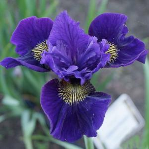 Ирис сибирский "Ruffled Velvet"