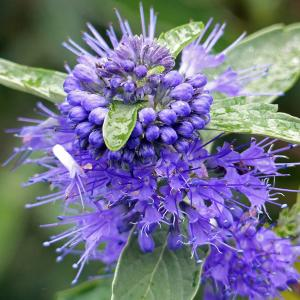 Кариоптерис кландоненский "Kew Blue"