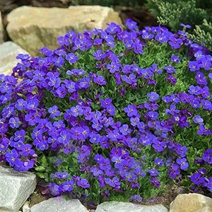 Обриета "Cascade Blue"