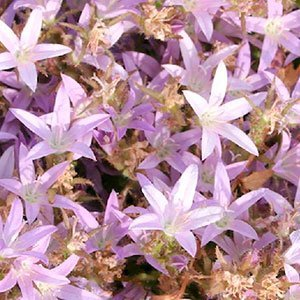 Колокольчик пожарского "Lisduggan Variety"