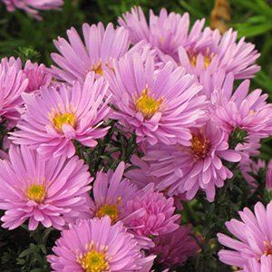 Астра кустарниковая "Rosenwichtel"