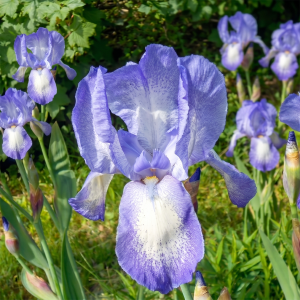 Ирис бородатый "Blue Shimmer"