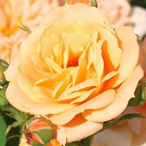 Роза "Apricot Clementine"