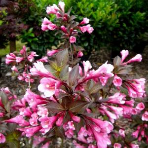 Вейгела "Foliis Purpureis"