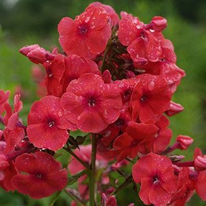 Флокс метельчатый "Juliglut"