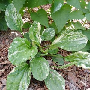 Подорожник большой "Variegata"