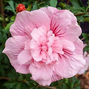 Гибискус сирийский "Pink Chiffon"