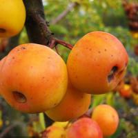 Яблоня декоративная "ButterBall"