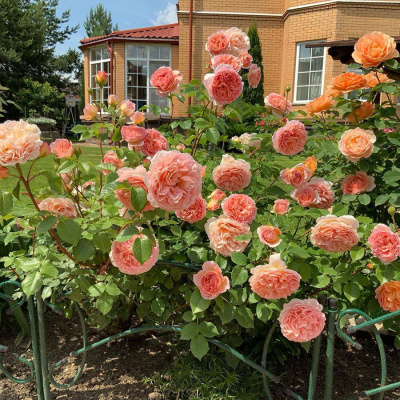 Роза "Abraham Darby"
