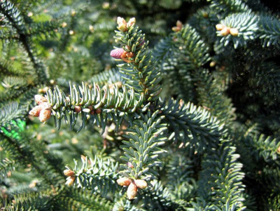 Пихта испанская "Glauca"
