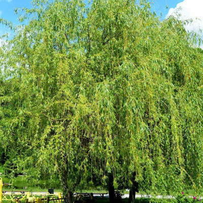 Ива белая "Pendula"