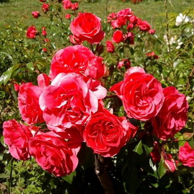 Роза "Morden Fireglow"