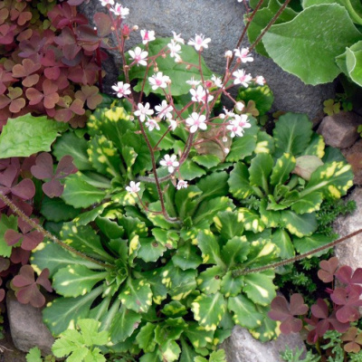 Камнеломка арендса "Variegata"