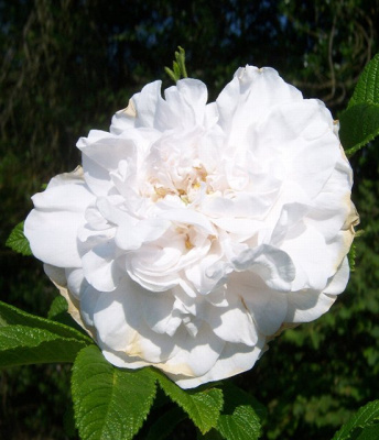 Шиповник (роза) сортовой "Blanc Double de Coubert"
