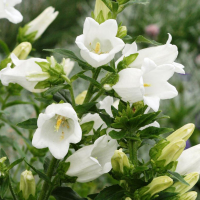 Колокольчик средний "Deep White"