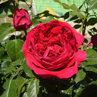 Роза "Red Eden Rose"