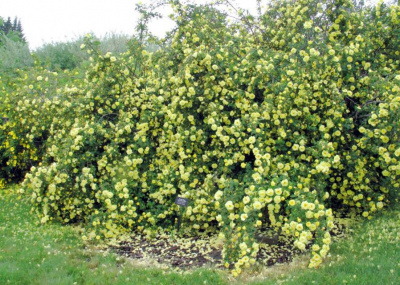 Шиповник (роза) сортовой "Persian Yellow"