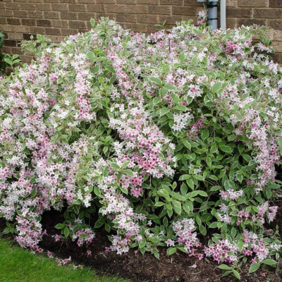 Вейгела "Variegata"