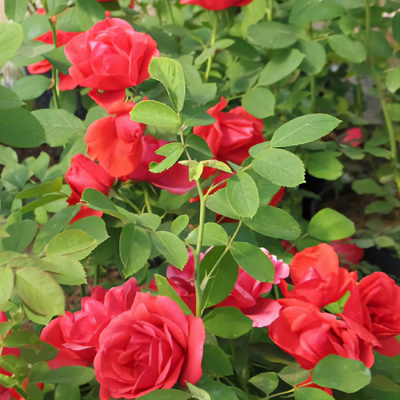 Роза "Morden Fireglow"