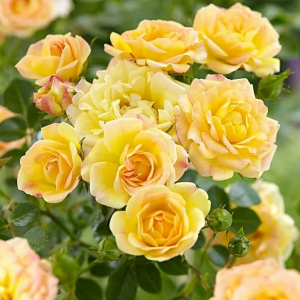 Роза "Yellow Fairy"