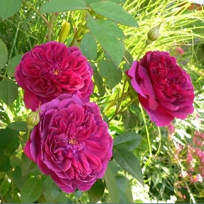 Роза "Darcey Bussell"